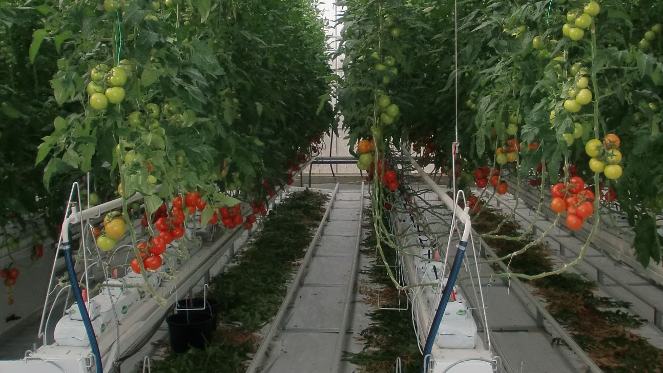 Kdy ochutnáme rajčata ze skleníku teplány v Komořanech?